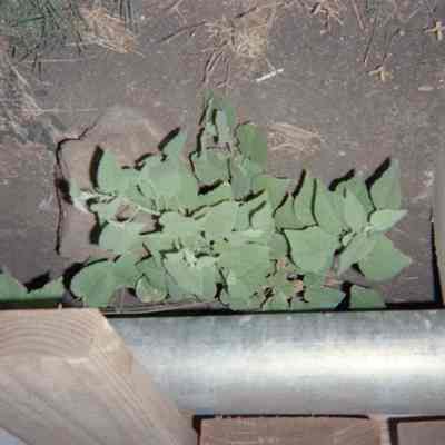 Plant next to pipe