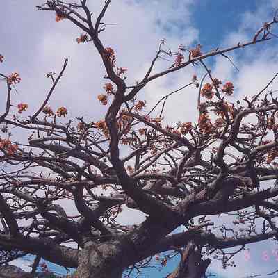 Wiliwili in bloom