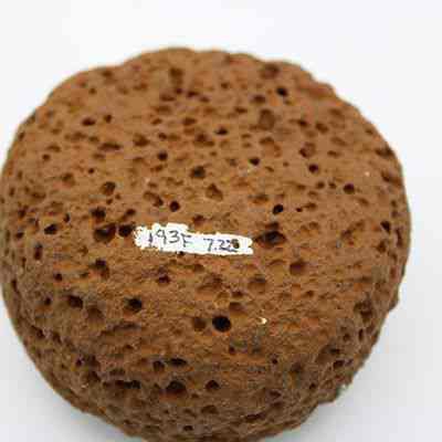 Closeup of an 'ulu maika with a visible alternate id number: The image shows a round, brown, porous volcanic stone with a small white tag labeled "193F 7.22" on its surface.