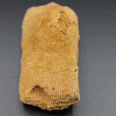 Lengthwise view of a coral abrader: The image shows a coral abrader, displaying a textured surface with intricate patterns, against a plain, dark background.