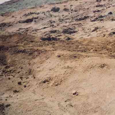 Distant view of starter plants in hardpan