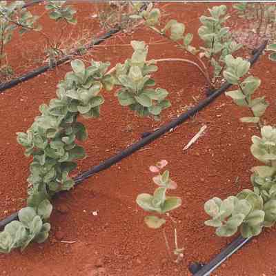 Pōhinahina with irrigation