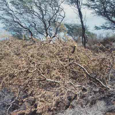 Piles of brush at Seagull