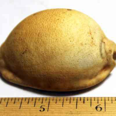 Closeup of intact cowrie shell (leho) lure (HMR accession #172A-1.38): Original format: Artifact
