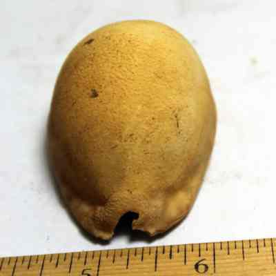 Lengthwise intact cowrie shell (leho) lure: Original format: Artifact