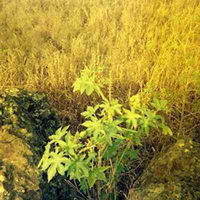 Plant jutting out of two pohaku (rocks)