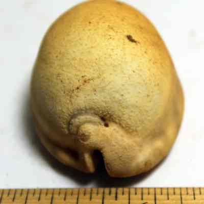 Lengthwise view of intact cowrie shell (leho) lure: Original format: Artifact