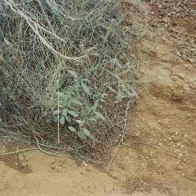 Unidentified plant with grass