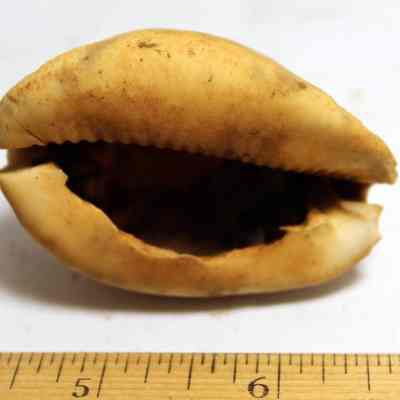 Underside of intact cowrie shell (leho) lure: Original format: Artifact