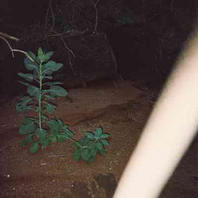 Plant growing out of hardpan