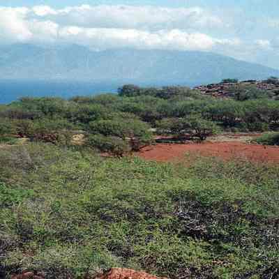 Kealialuna Crater-northwestern rim