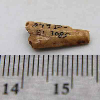 Needle fragment with visible alternate id number and ruler: The image shows a small, broken bone fragment with writing on its surface, placed above a ruler, indicating its length at approximately 1.5 cm