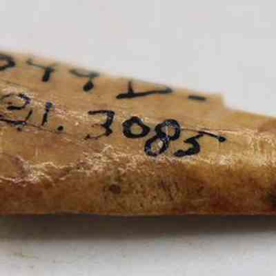 Closeup of needle fragment with partially visible alternate id number: The image shows a small, broken piece of bone with numbers written on it in black ink, placed on a plain surface.