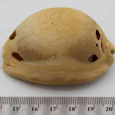 Lu he'e (cowry shell lure) with a ruler: The image shows a textured cowry shell lure with a light tan color, featuring several small openings, placed beside a ruler for scale.