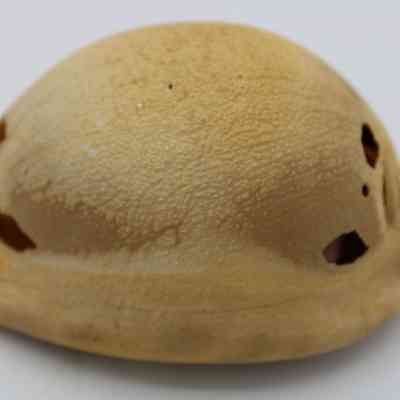 Closeup profile of a lu he'e (cowry shell lure): The image displays a close-up view of a cowry shell lure, featuring a smooth, oval structure with several visible holes and a light beige color.
