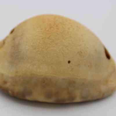 Profile of lu he'e (cowry shell lure): The image shows a smooth, beige cowry shell, characterized by a glossy, dome-like shape, often used as a lure in fishing.