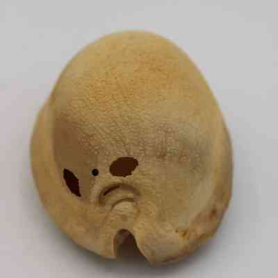 Lengthwise view of lu he'e (cowry shell lure): The image shows a cowry shell lure with a textured surface and multiple small holes, used traditionally in fishing.