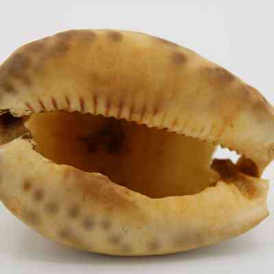 Underside of lu he'e (cowry shell lure): The image displays a close-up of a cowry shell lure, showcasing its natural glossy surface, distinct ridges, and speckled pattern.