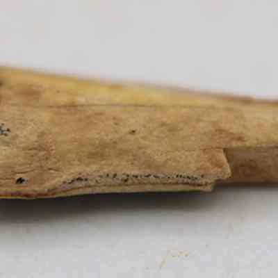 Closeup of needle fragment made from worked bone: The image shows a small, triangular fragment of bone, displaying a rough texture and earthy coloration, set against a plain, light background.