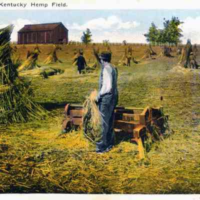 Kentucky Hemp Field