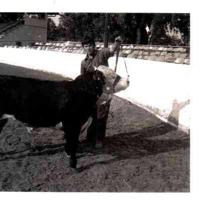 Jimmy Moran shows a champion Hereford Bull in 1973