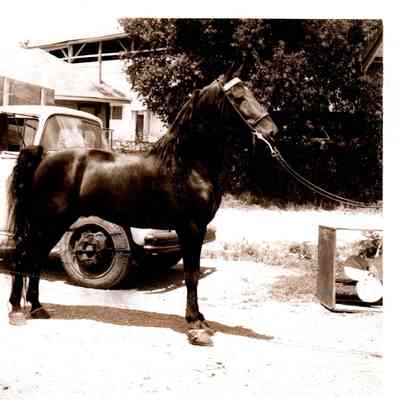 Dark Secret owned by B.J. Griffin of Danville is prepared for the Fair and Horseshow in 1963