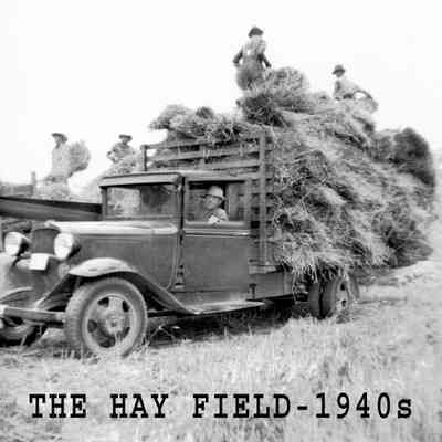 Hay Fields
