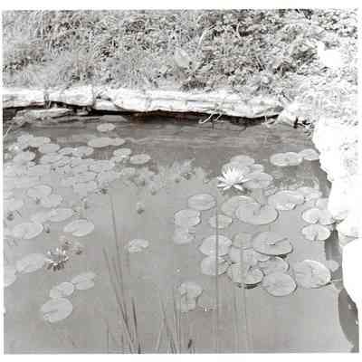 Summer Pond at Aspen Hall