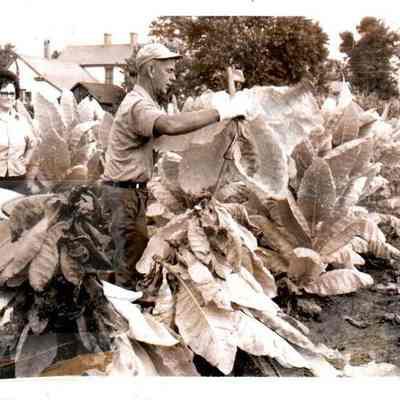 Cutting Tobacco