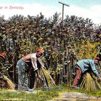 Cutting Hemp in Kentucky