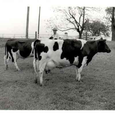 Hobert Wheeler and His Holsteins
