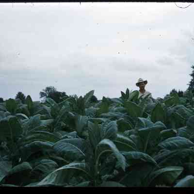 Maurice Cosby in His Tobacco Field