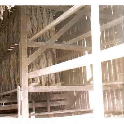 Tobacco Hung in a Barn