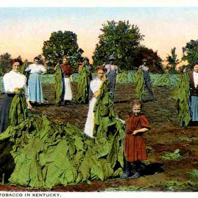 Harvesting Tobacco in Kentucky