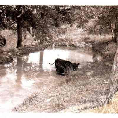 Farm Pond on Deep Creek Rd.