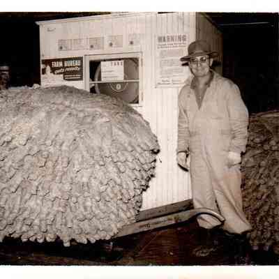 Hyte Ashford with burley tobacco on Mrs. Margaret R. Kennedy's farm (1961)