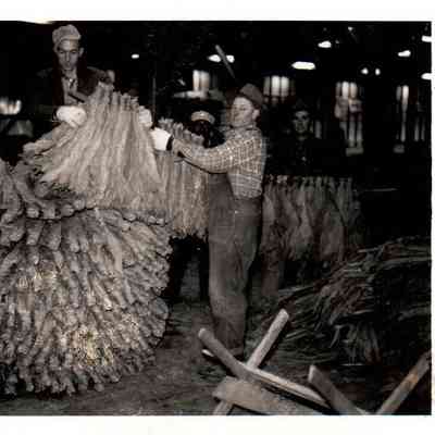 Lloyd Houchins, Salvisa is handing a stick of tobacco to J.C. Catlett. In the background are John Cunningham (left) and Addison Best (right) in 1956.