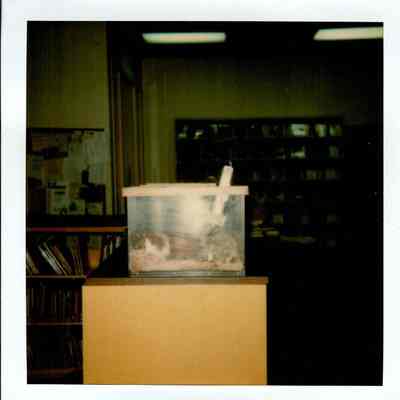 Ms. Libris (Library Guinea Pig)
