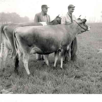 A. J. Keightley and his Jersey Cows (1956)