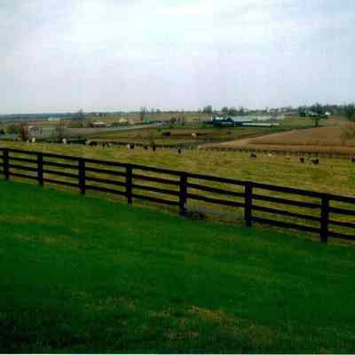 Cattle at Anderson Circle Farm 2