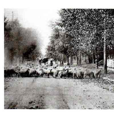 Sheep on North College Street