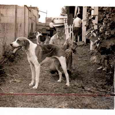 Derby Male Winner names Hy Grade and owned by Hy Grade Kennels of Hunington W. Va. and is shown by Steve Warden