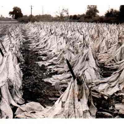 Burley Tobacco Crop in Mercer County