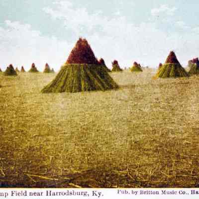 Hemp Fields Near Harrodsburg