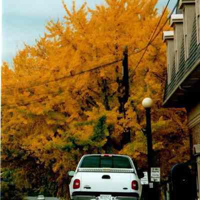 Fall Colors at the A.D. Price House 1