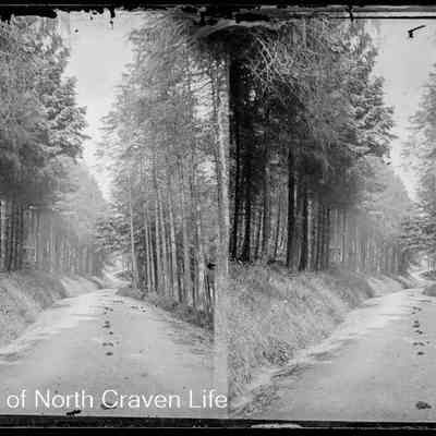 negative, glass plate - Clapham Woods 1 of 2
