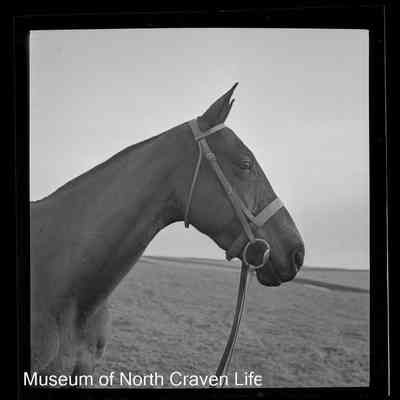 negative, sheet film - The Riddings, Long Preston : Portrait (horse)