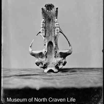 negative, glass plate - Skull (1 of 2)