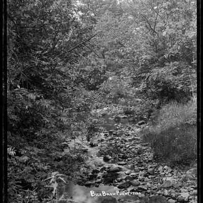 negative, glass plate - Beck's Brow Plantation