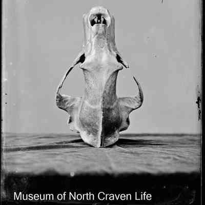 negative, glass plate - Skull (2 of 2)